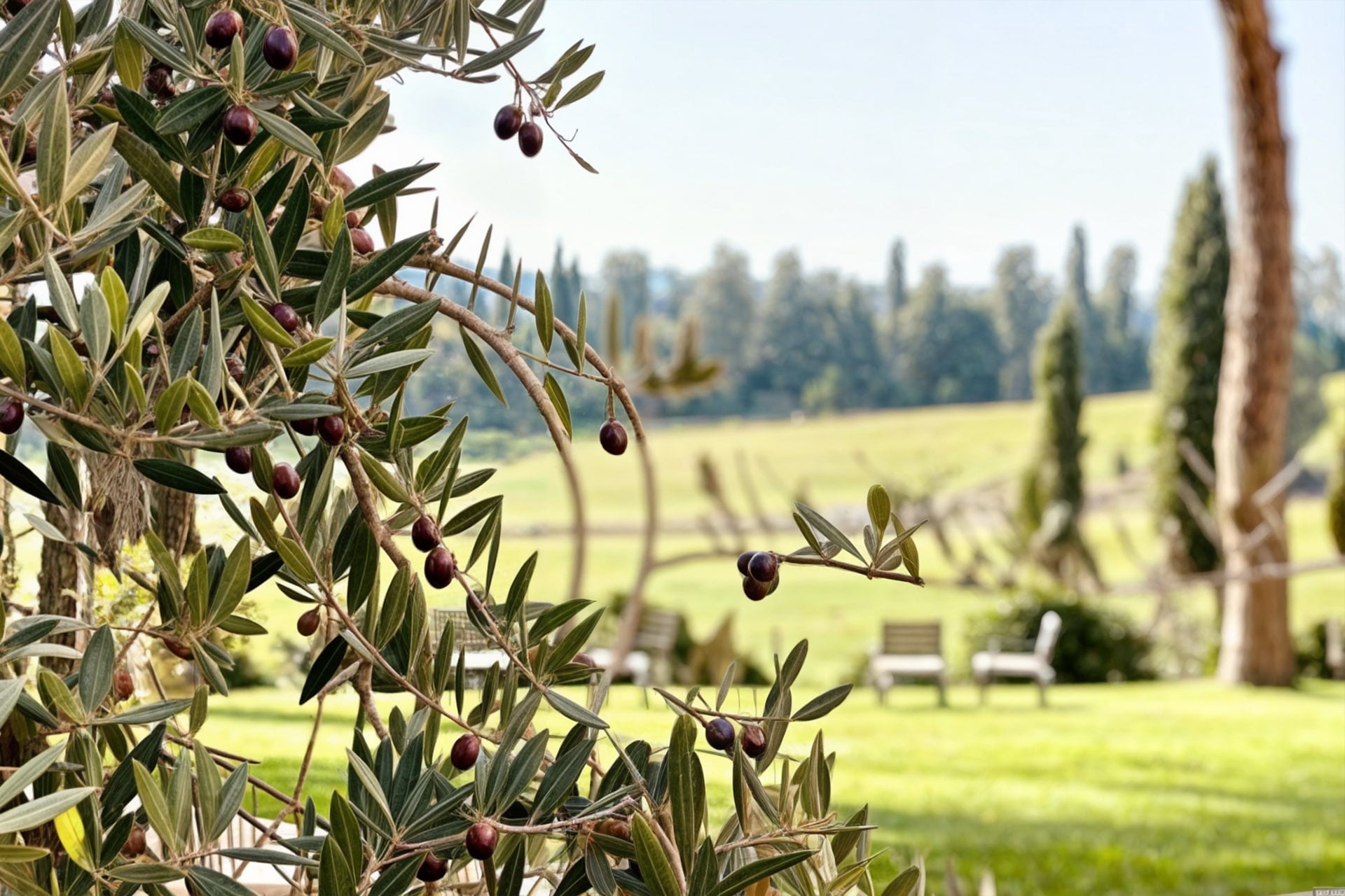 Olio Agriturismo Mormoraia San Gimignano 01